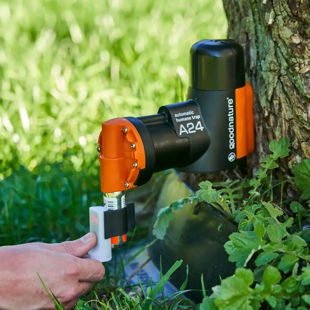 a24 fångst räknare goodnatrure musfälla.webp